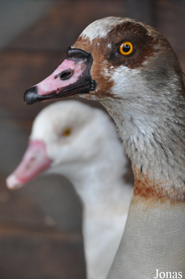 Alopochen aegyptiaca