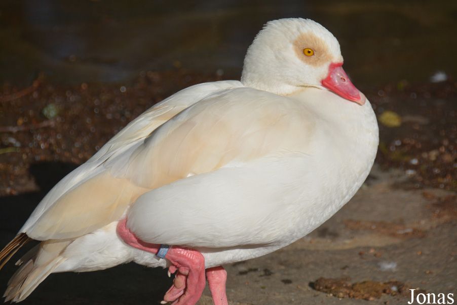 Alopochen aegyptiaca