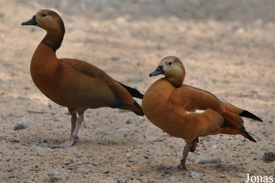 Alopochen aegyptiaca x Tadorna ferruginea