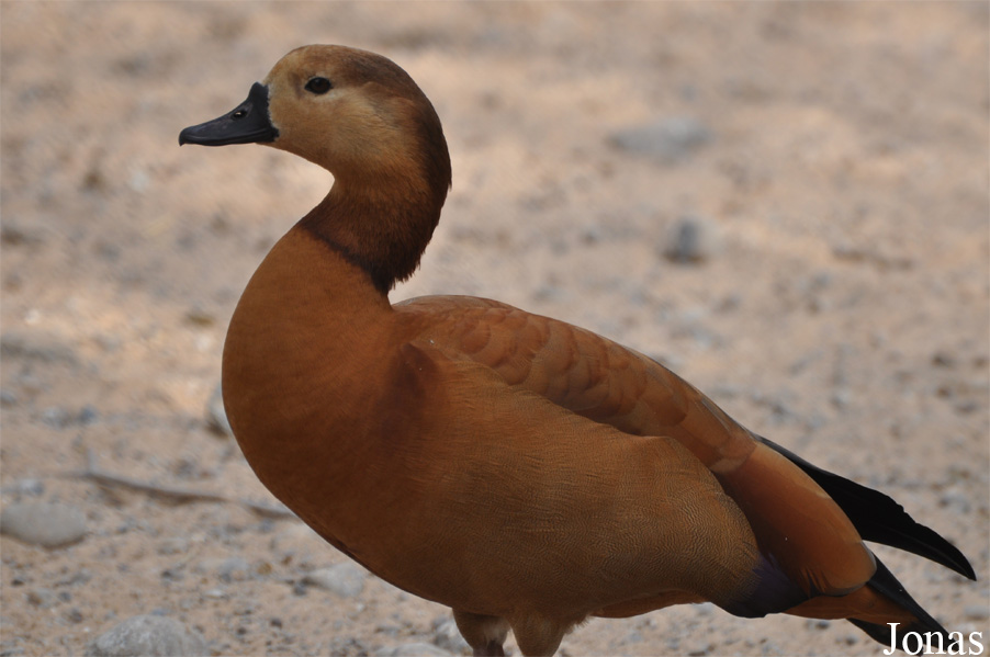 Alopochen aegyptiaca x Tadorna ferruginea