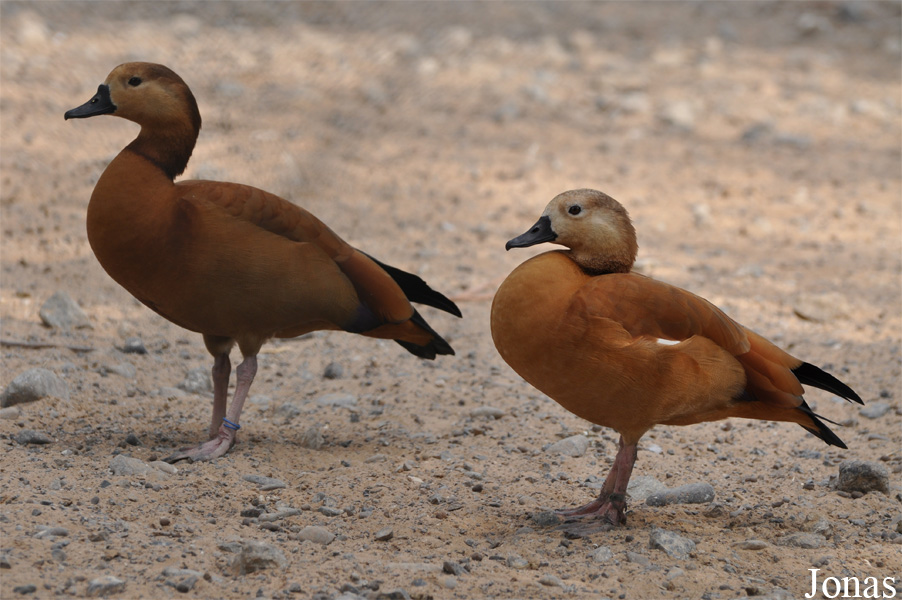 Alopochen aegyptiaca x Tadorna ferruginea