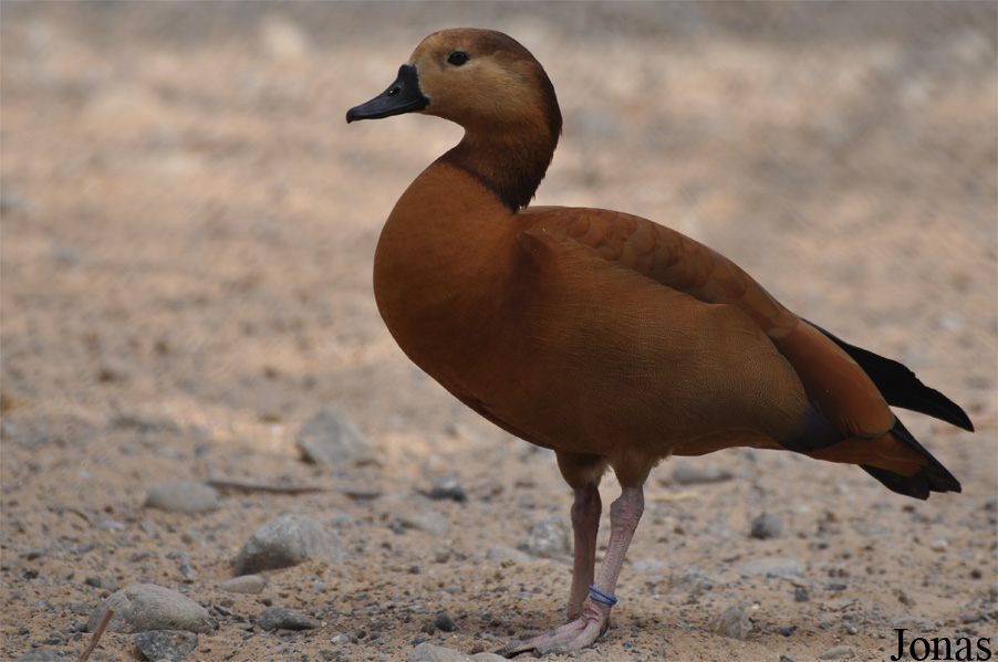 Alopochen aegyptiaca x Tadorna ferruginea