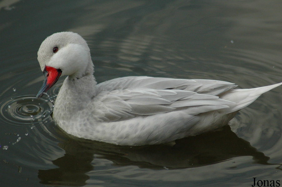 Anas bahamensis
