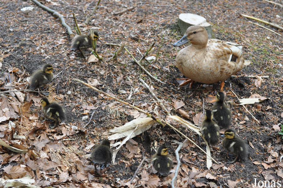 Canard colvert