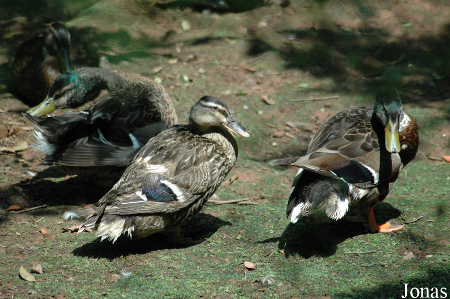 Canard colvert