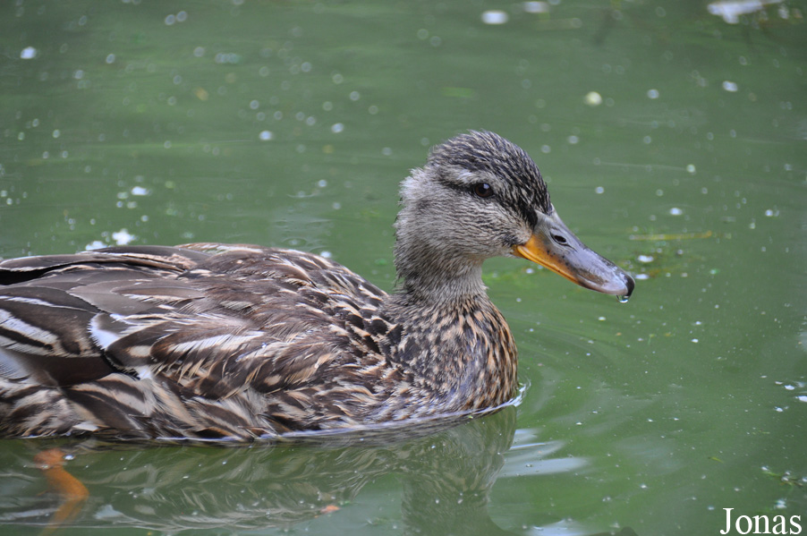 Canard colvert