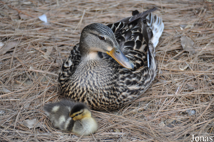 Canard colvert