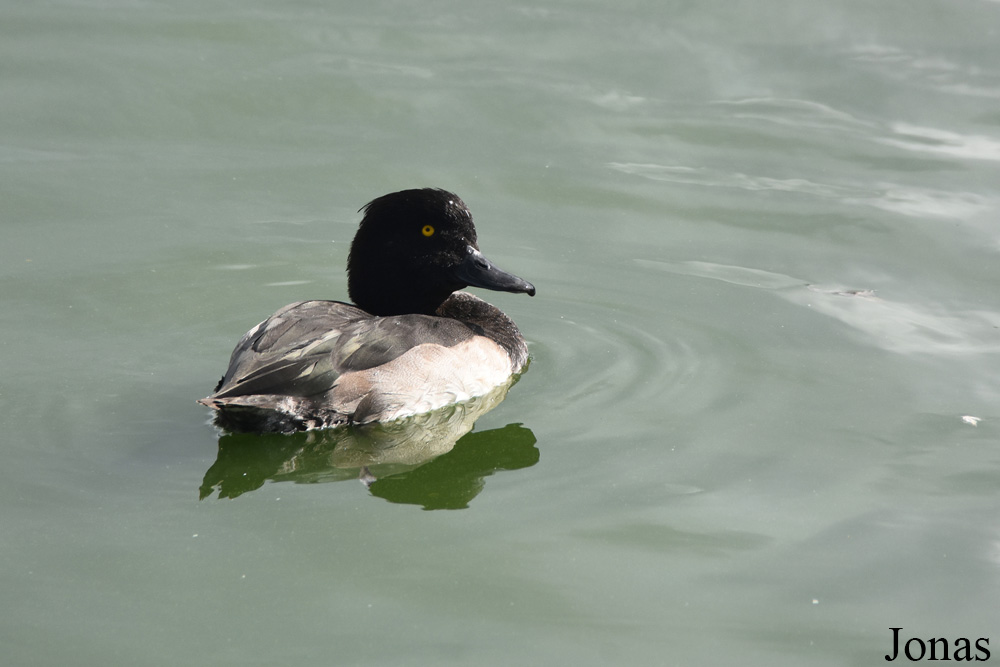 Aythya fuligula