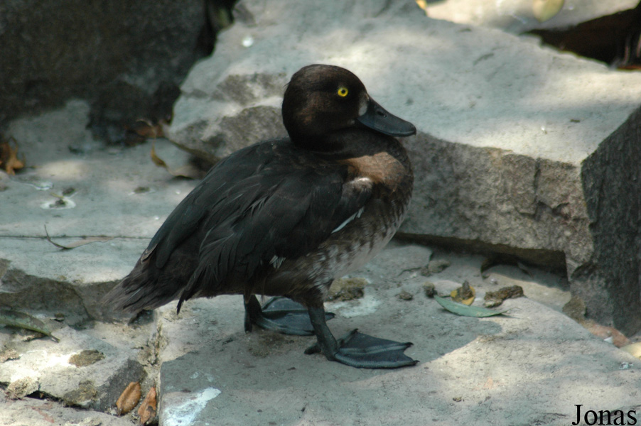 Aythya fuligula