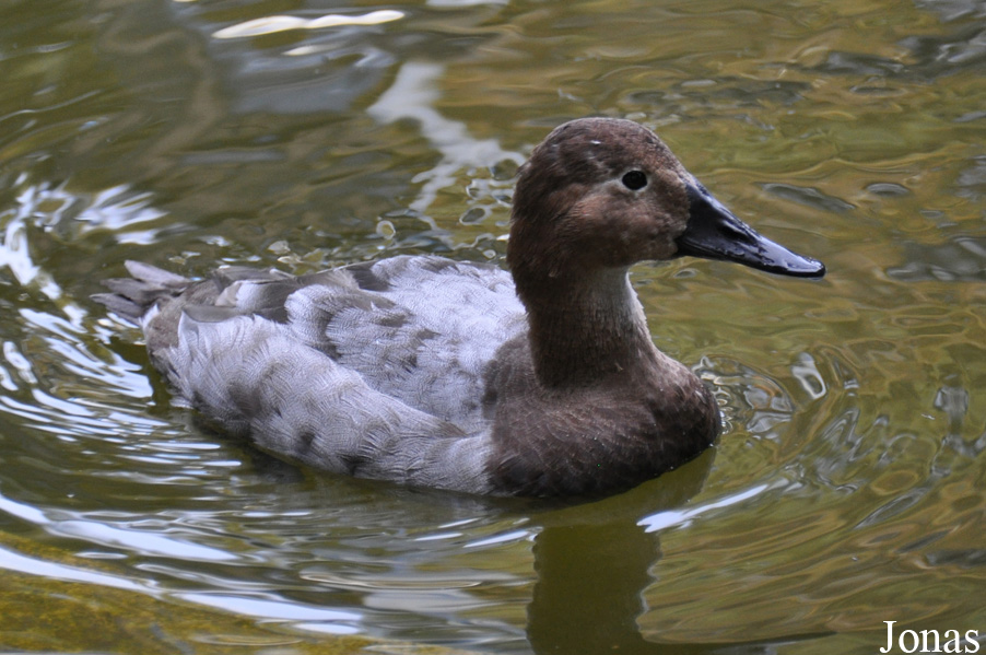 Aythya valisineria