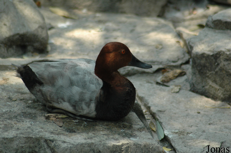 Aythya valisineria