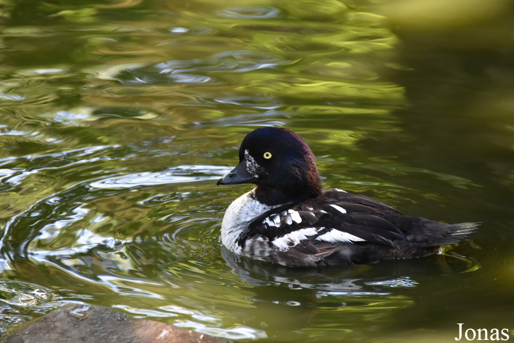 Bucephala islandica