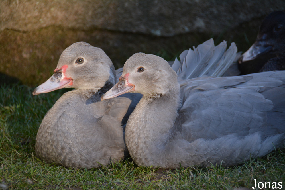 Cairina moschata