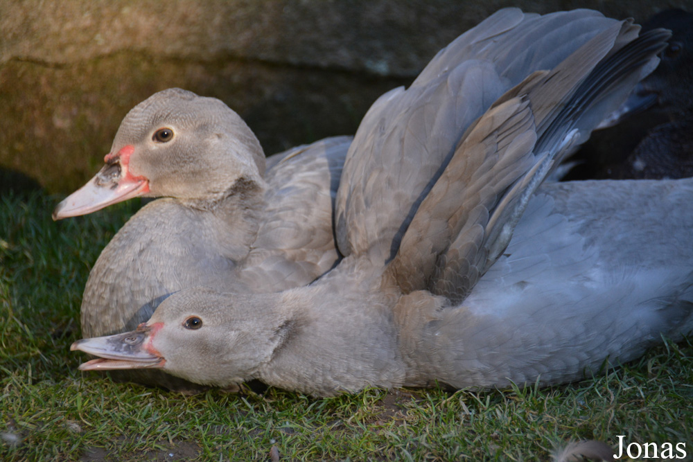 Cairina moschata