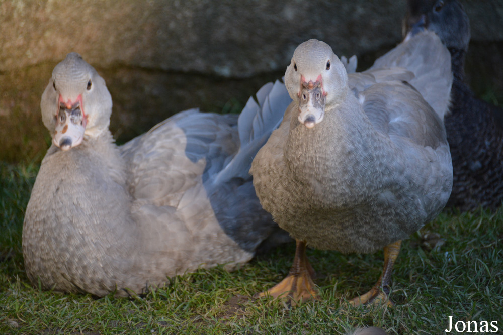 Cairina moschata