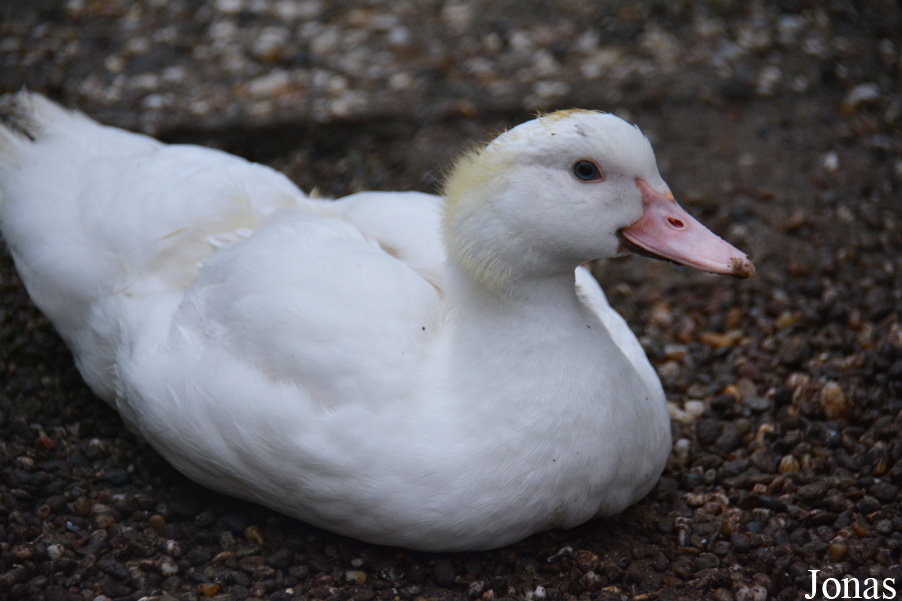Cairina moschata