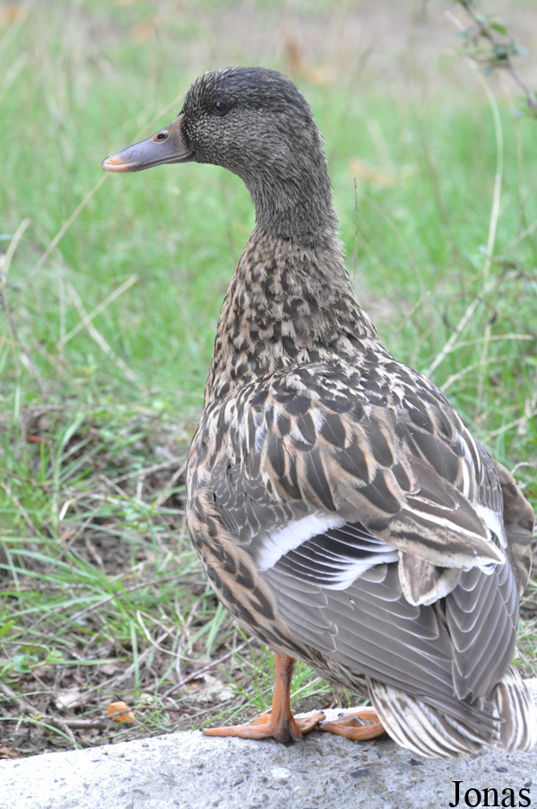 Canard hybride
