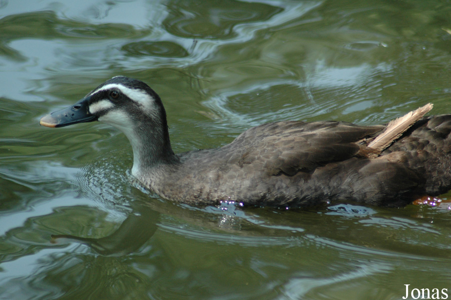 Canard hybride