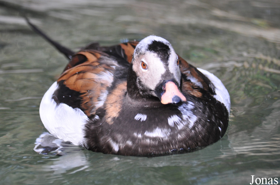 Clangula hyemalis