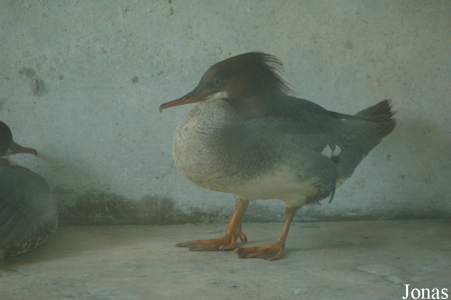 Mergus merganser orientalis