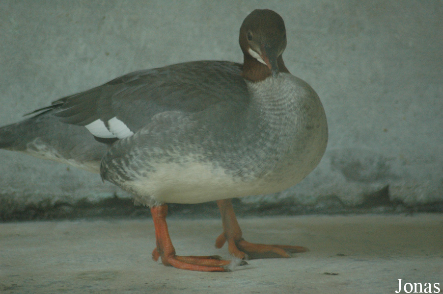 Mergus merganser orientalis