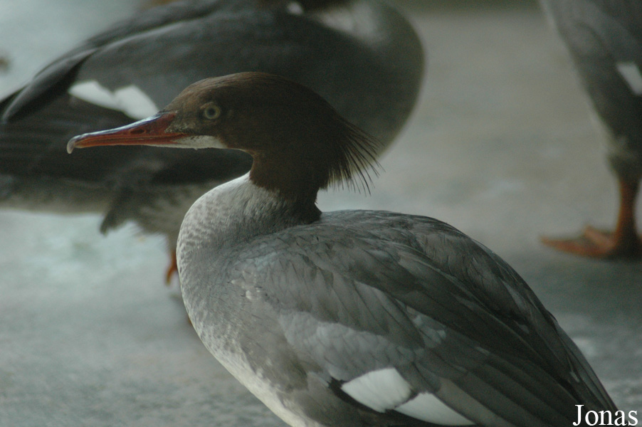 Mergus merganser orientalis