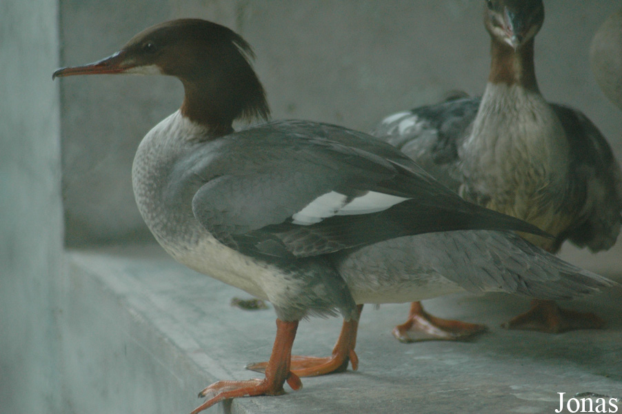 Mergus merganser orientalis