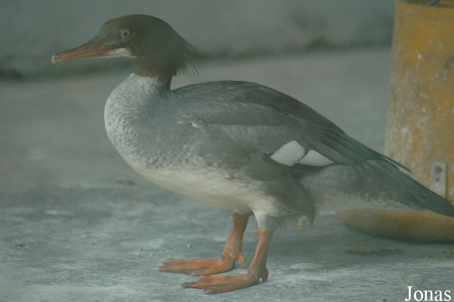 Mergus merganser orientalis