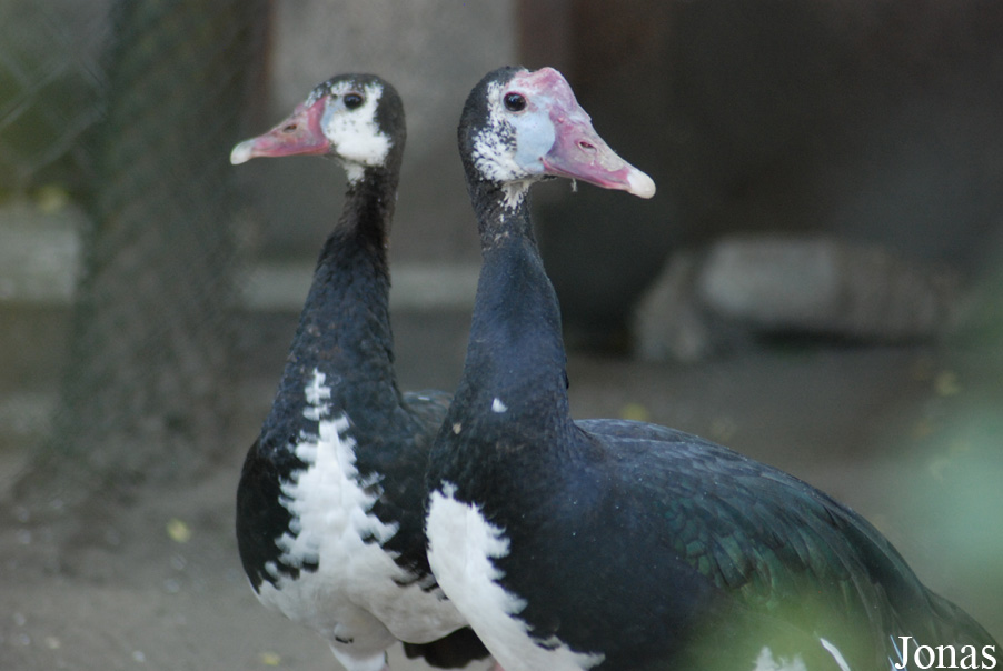 Plectropterus gambensis gambensis