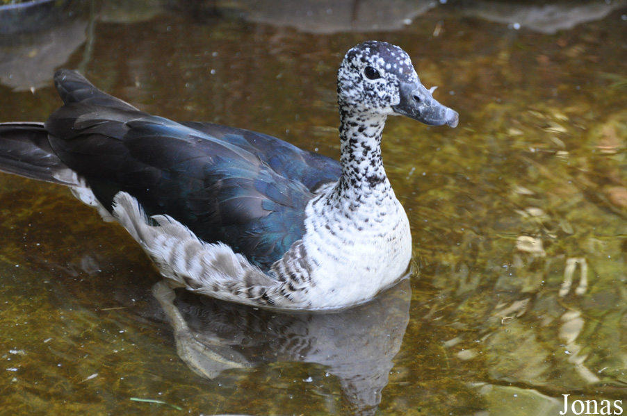 Sarkidiornis melanotos