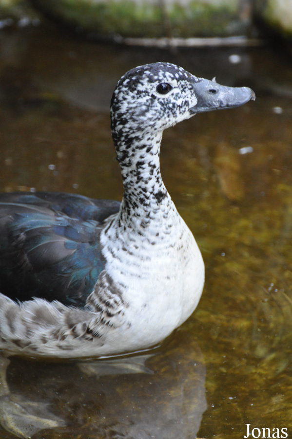 Sarkidiornis melanotos