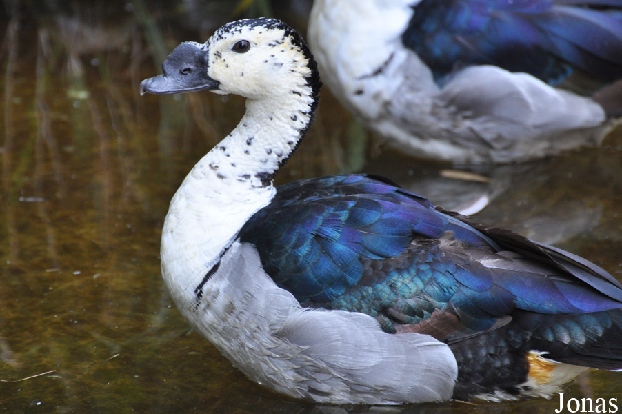 Sarkidiornis melanotos