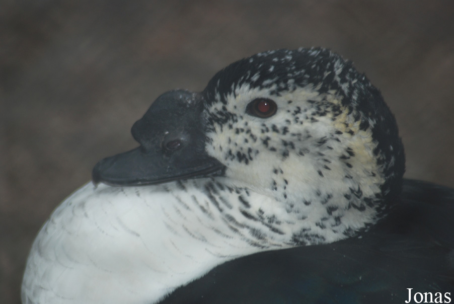 Sarkidiornis melanotos