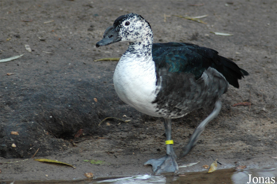 Sarkidiornis sylvicola