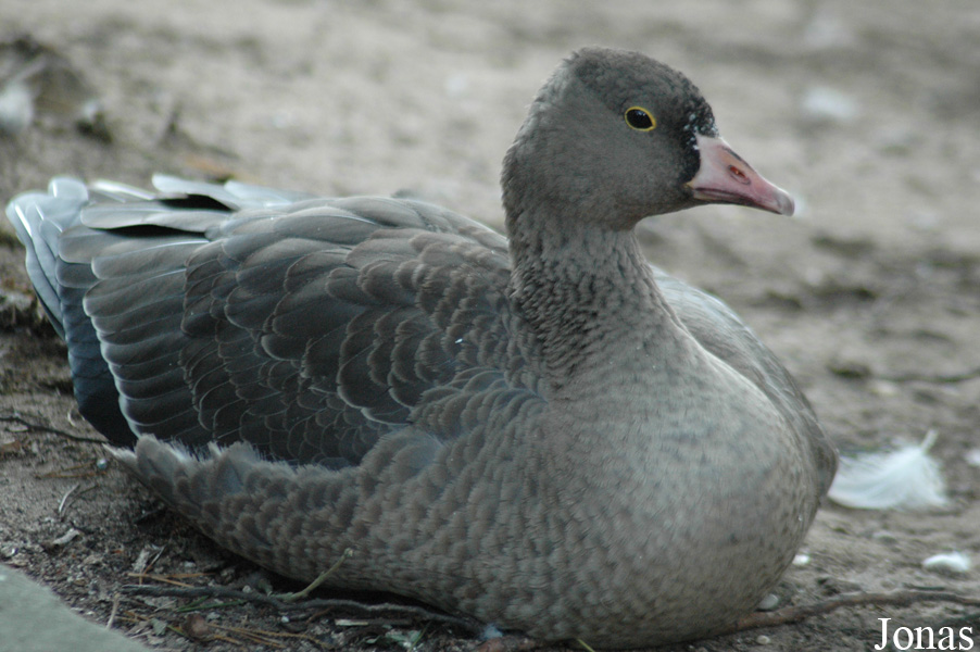 Anser erythropus