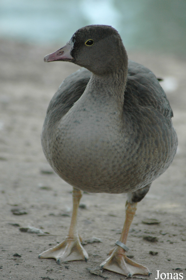 Anser erythropus