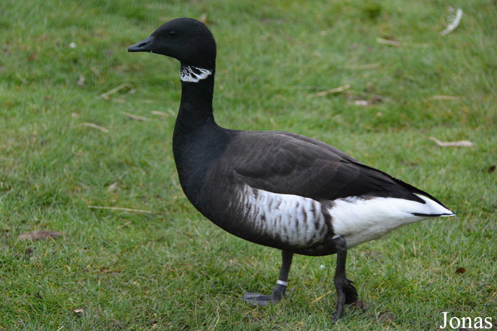 Branta bernicla nigricans