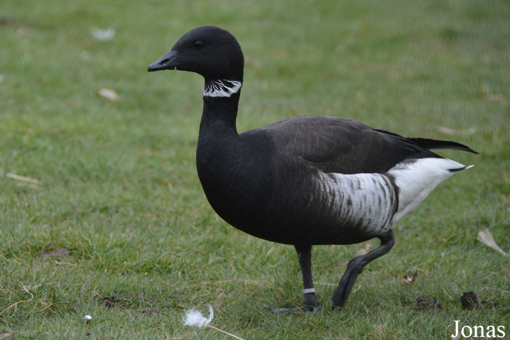 Branta bernicla nigricans