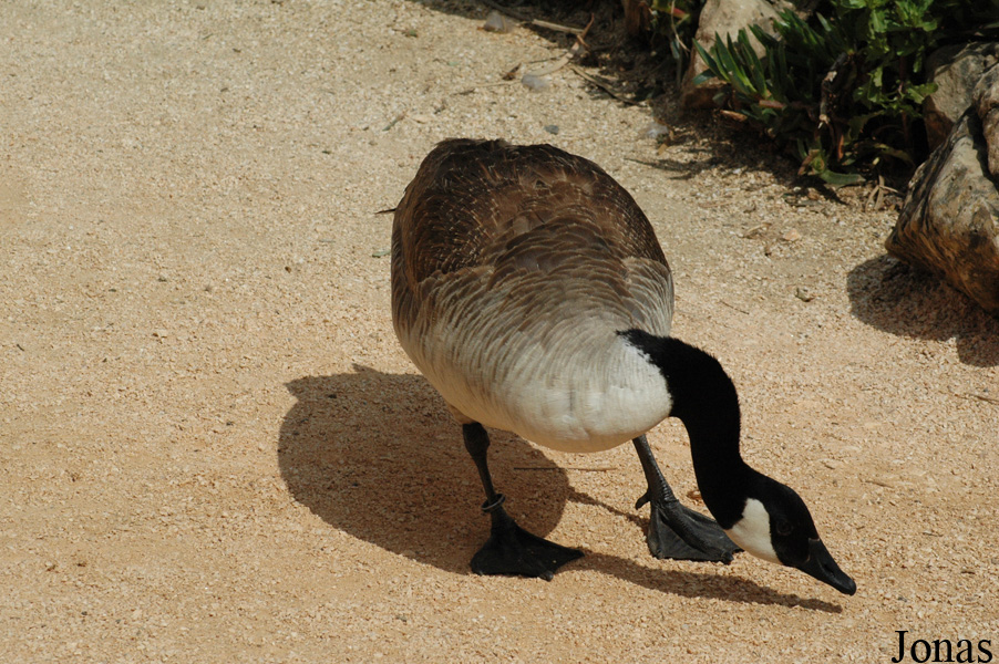 Branta canadensis