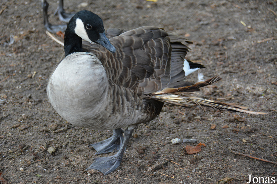 Branta canadensis