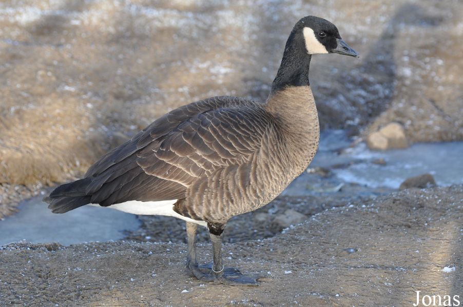 Branta hutchinsii