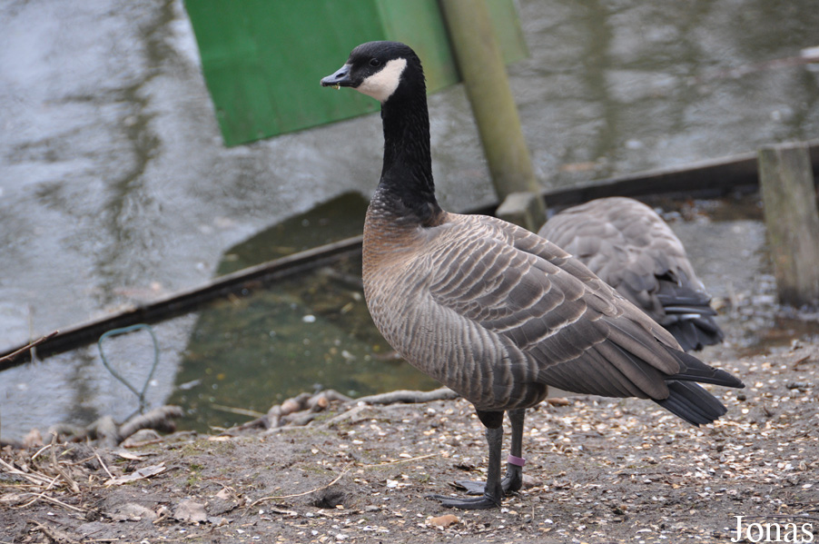 Branta hutchinsii minima