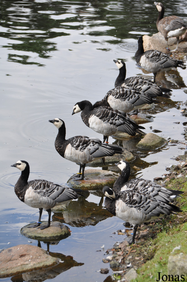 Branta leucopsis