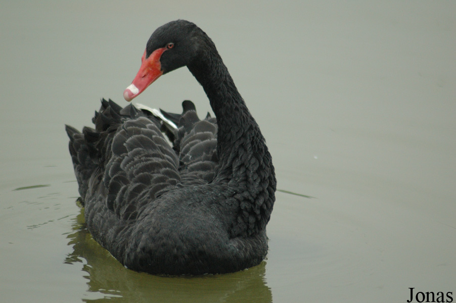 Cygnus atratus