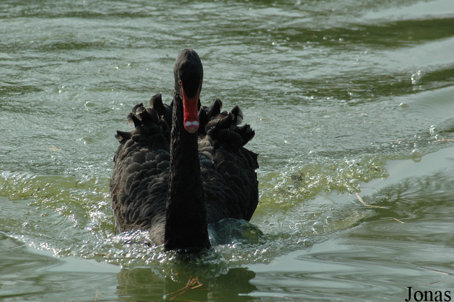 Cygnus atratus