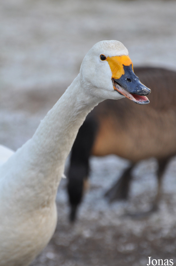 Cygnus columbianus bewickii