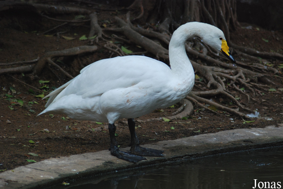 Cygnus cygnus / Guangzhou Zoo