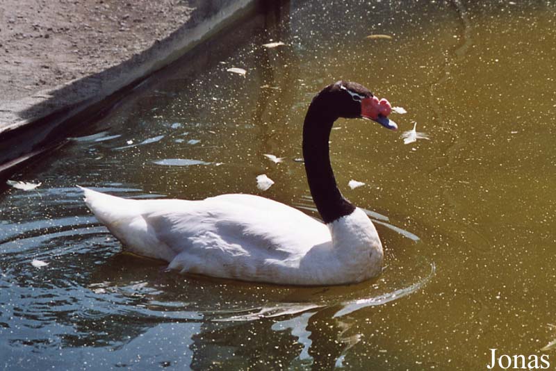 Cygnus melancoryphus