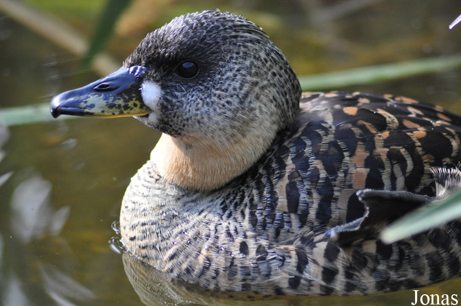 Thalassornis leuconotus