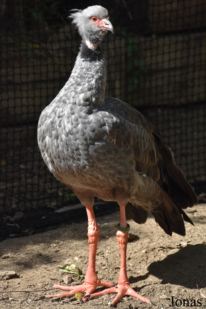 Chauna torquata